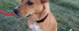Hope – Donations Needed!