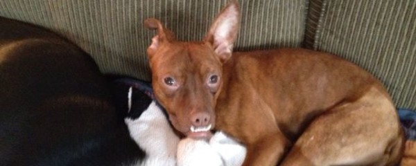 Penny – Rough Start, But Never Lost Her Winning Smile!